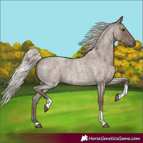 Horse Color:Unknown 