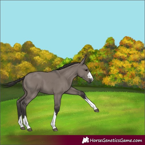 Horse Color:Unknown 