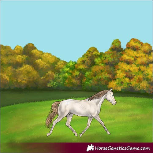 Horse Color:Buckskin Pearl Dun Varnish 