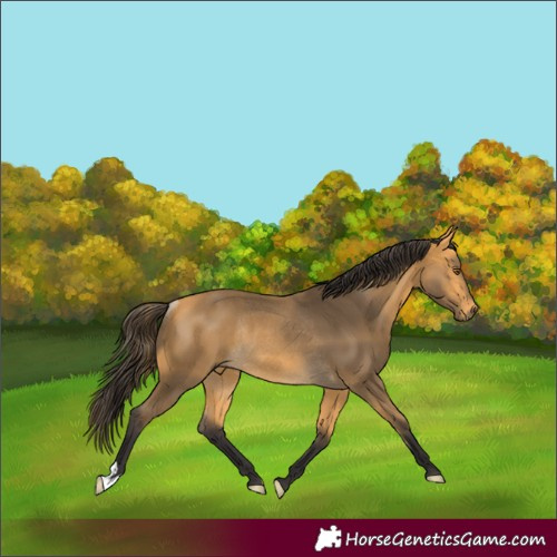 Horse Color:Buckskin Rabicano 