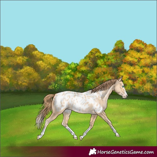 Horse Color:Buckskin Pearl Splash Blanket 