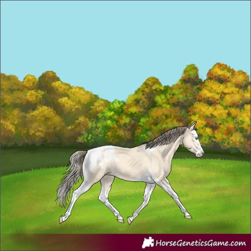 Horse Color:Amber Cream Champagne Splash Tobiano Blanket