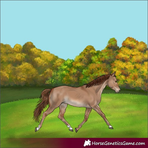 Horse Color:Red Dun Sabino 