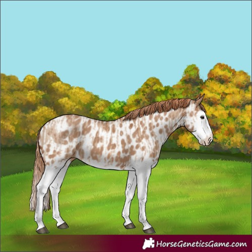 Horse Color:Red Dun Splash  and Red Dun Splash Near Leopard 