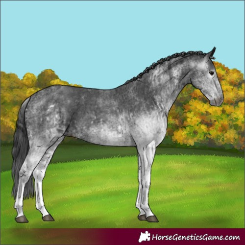 Horse Color:Gray White Spotted Black and Gray White Spotted Black