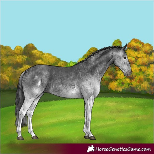 Horse Color:Gray White Spotted Black  and Gray White Spotted Black 