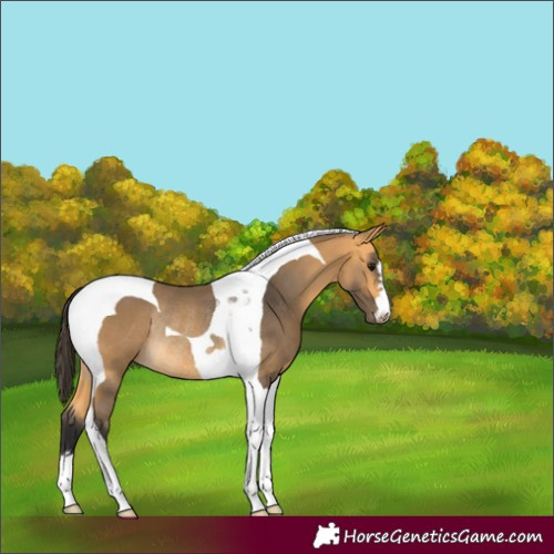 Horse Color:Buckskin Tobiano Rabicano