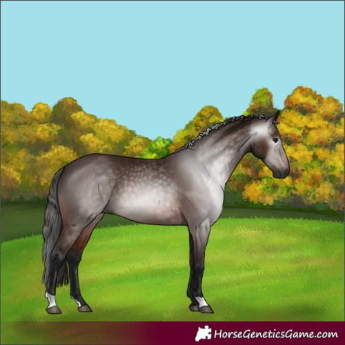 Horse Color:Gray Bay 