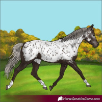 Horse Color:Gray Silver Black Near Leopard 