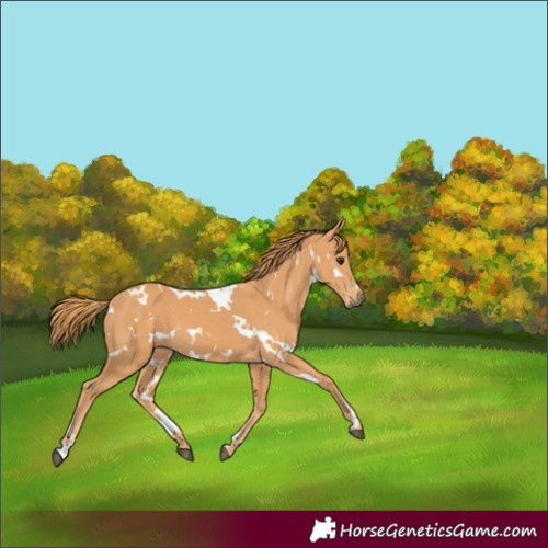 Horse Color:White Spotted Chestnut