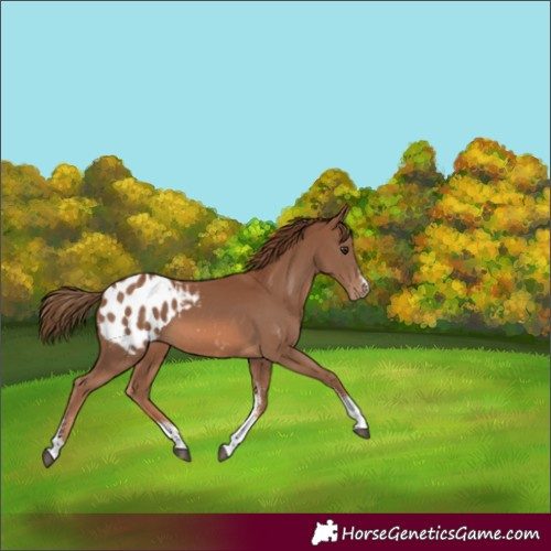 Horse Color:Chestnut Sabino Blanket