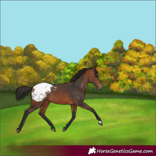 Horse Color:Bay Snowcap 