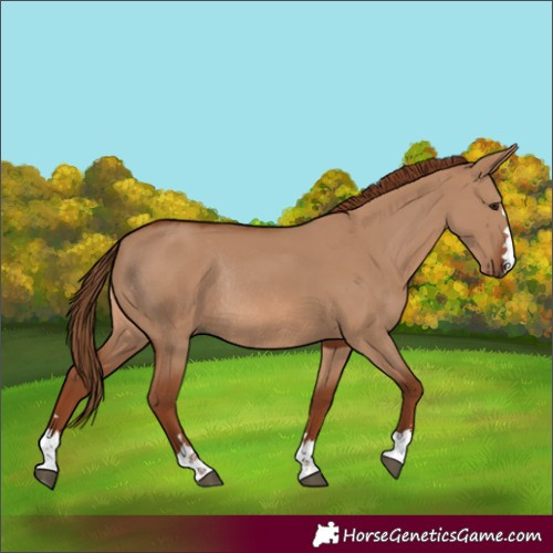 Horse Color:Red Dun Rabicano 