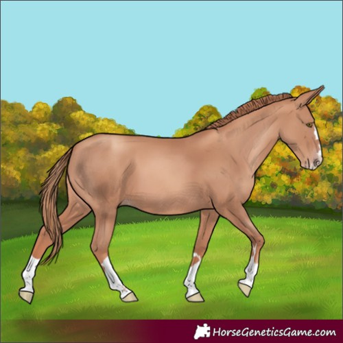 Horse Color:Gold Champagne Splash