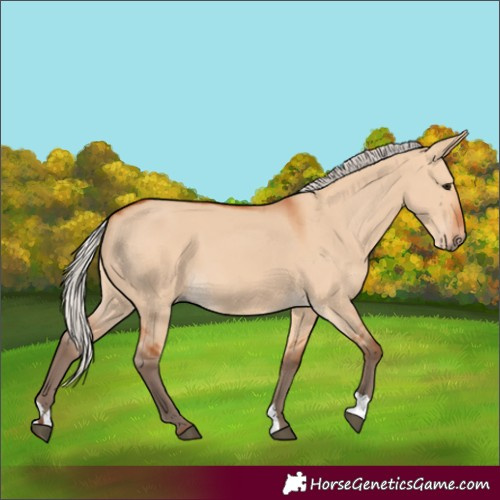 Horse Color:Silver Bay Dun