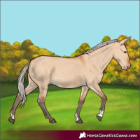 Horse Color:Silver Bay Dun 