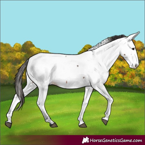 Horse Color:Bay Fewspot