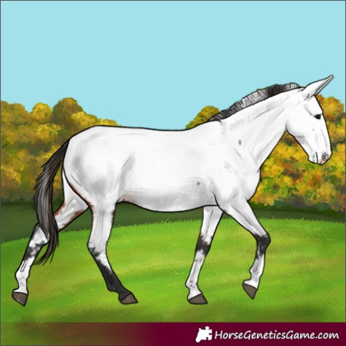 Horse Color:Bay Near Fewspot