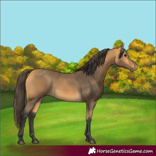 Horse Color:Buckskin