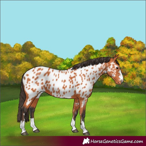 Horse Color:Bay Near Leopard 