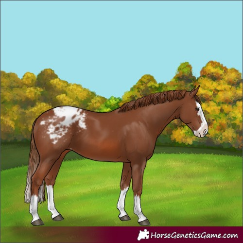 Horse Color:Chestnut Splash Varnish