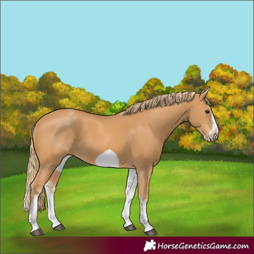 Horse Color:White Spotted Chestnut Frame