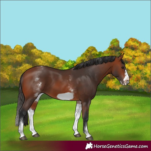 Horse Color:White Spotted Bay Frame 