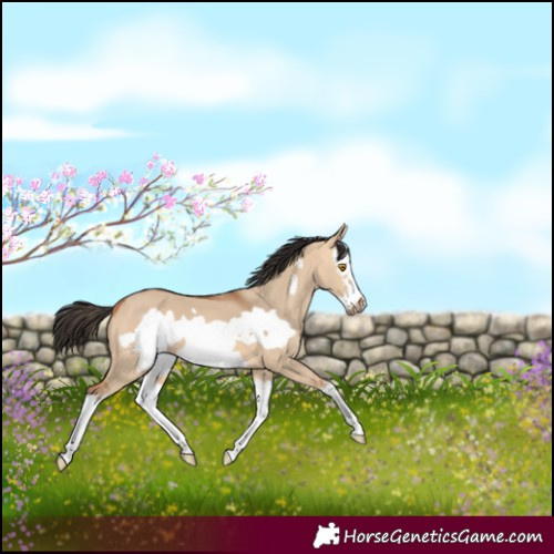 Horse Color:Bay Dun Splash Frame