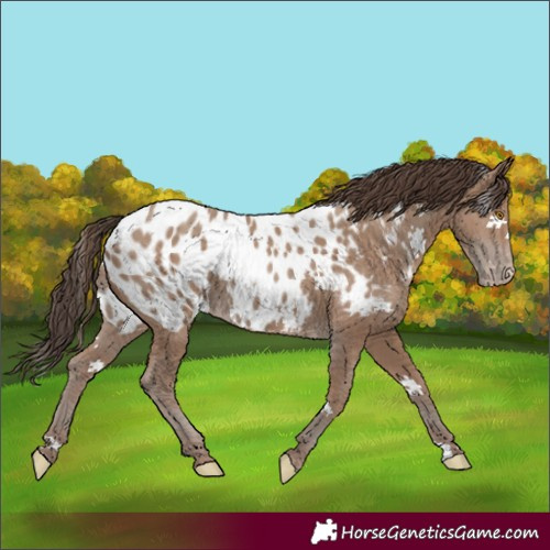 Horse Color:Classic Champagne Blanket Rabicano 
