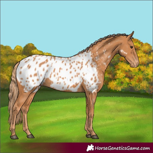 Horse Color:Chestnut Blanket