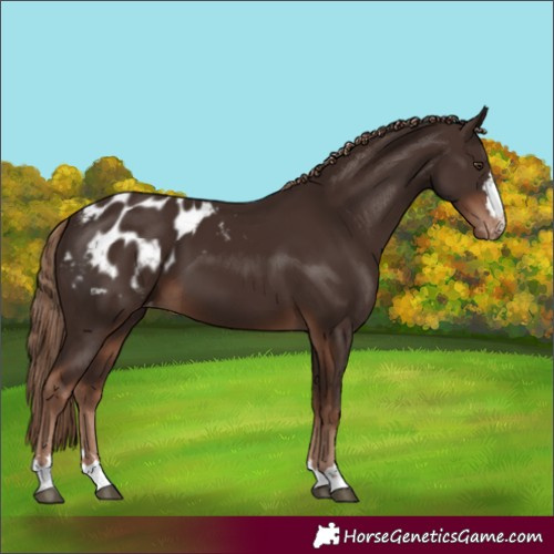 Horse Color:Liver Chestnut Blanket