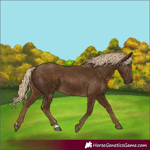 Horse Color:Chocolate Palomino 