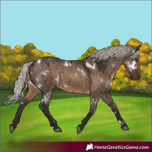 Horse Color:White Spotted Silver Brown Dun Rabicano