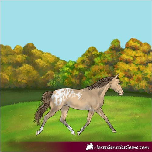 Horse Color:Amber Cream Champagne Blanket