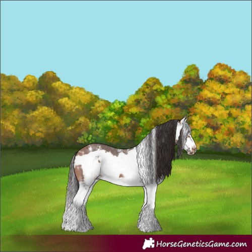 Horse Color:Bay Sabino Splash Frame 