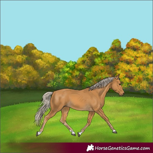 Horse Color:Palomino 