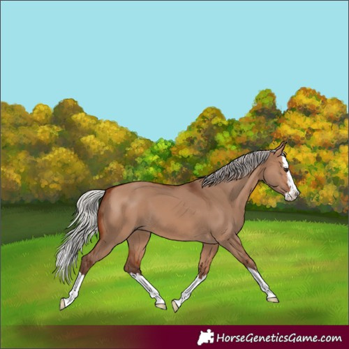 Horse Color:Silver Brown Dun Splash 