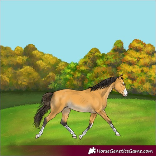 Horse Color:Buckskin