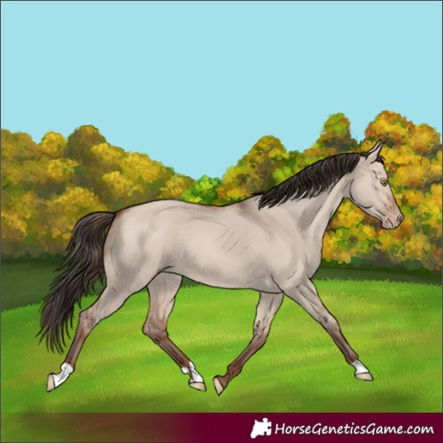 Horse Color:Sable Champagne Dun 