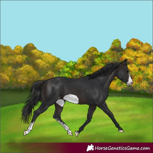 Horse Color:Brown Sabino Frame Varnish