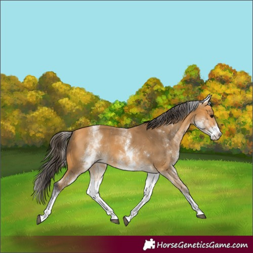 Horse Color:White Spotted Buckskin Sabino Rabicano 