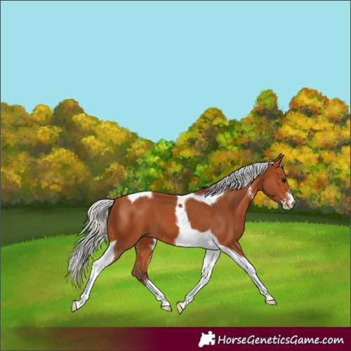 Horse Color:Silver Bay Sabino Tobiano 