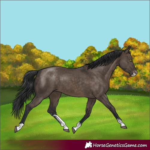 Horse Color:Brown Dun Sabino