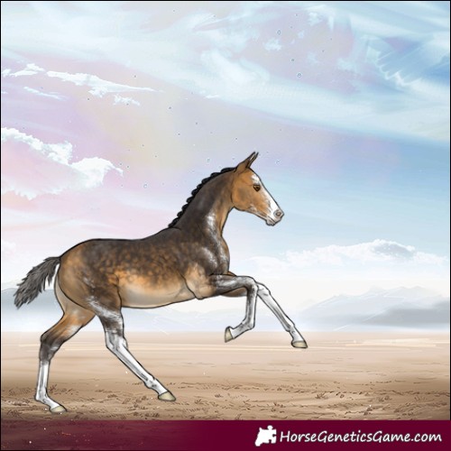 Horse Color:Buckskin Sabino