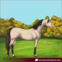 Horse Color:Unknown 