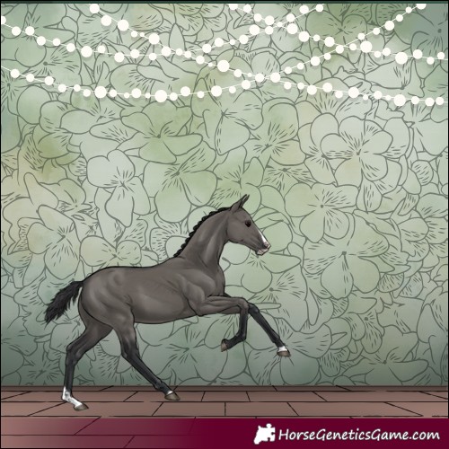 Horse Color:Grullo Splash 