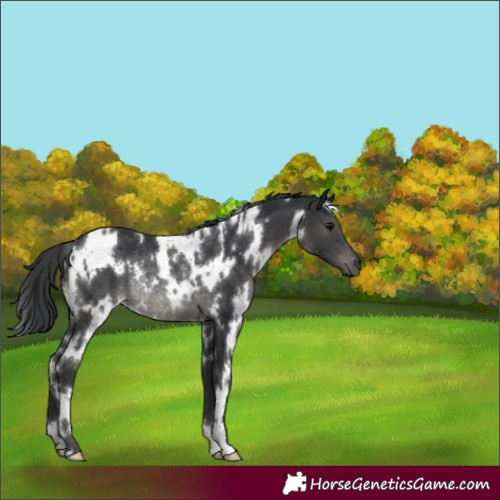 Horse Color:White Spotted Black Rabicano 