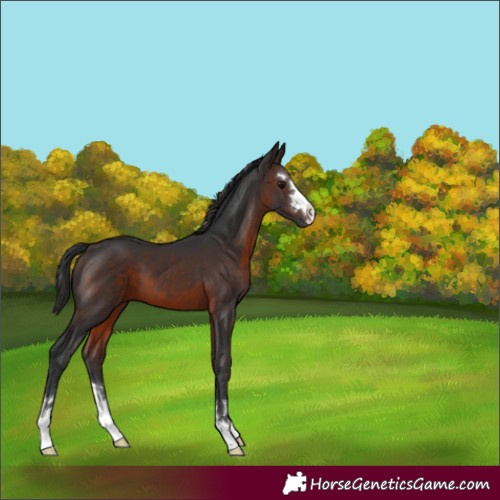Horse Color:Brown 