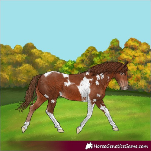 Horse Color:Chestnut Tobiano