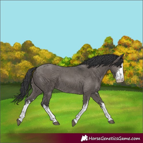 Horse Color:White Spotted Grullo Rabicano